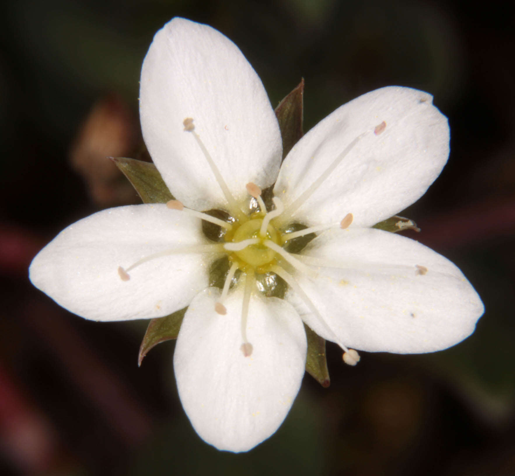 Image of Sabulina verna subsp. verna