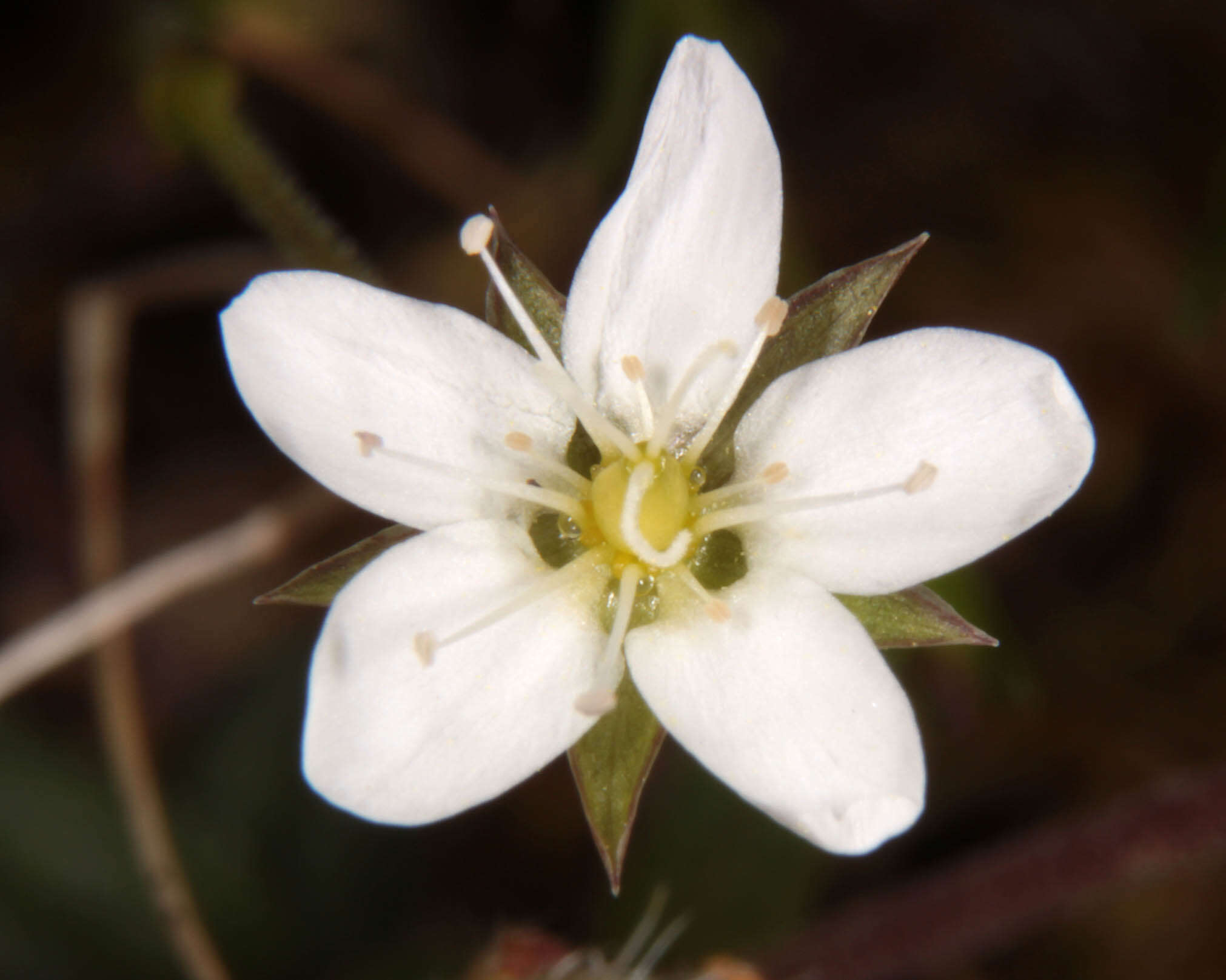 Image of Sabulina verna subsp. verna