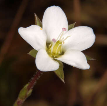 Image of Sabulina verna subsp. verna