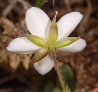 Image of Sabulina verna subsp. verna