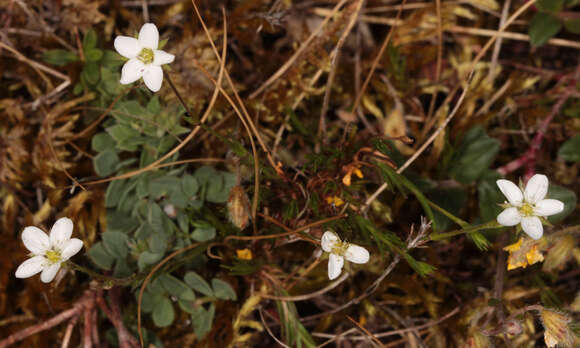 Image of Sabulina verna subsp. verna