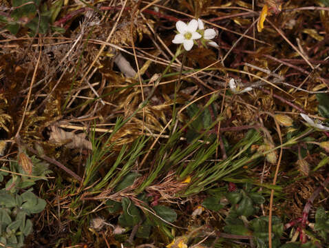 Image of Sabulina verna subsp. verna