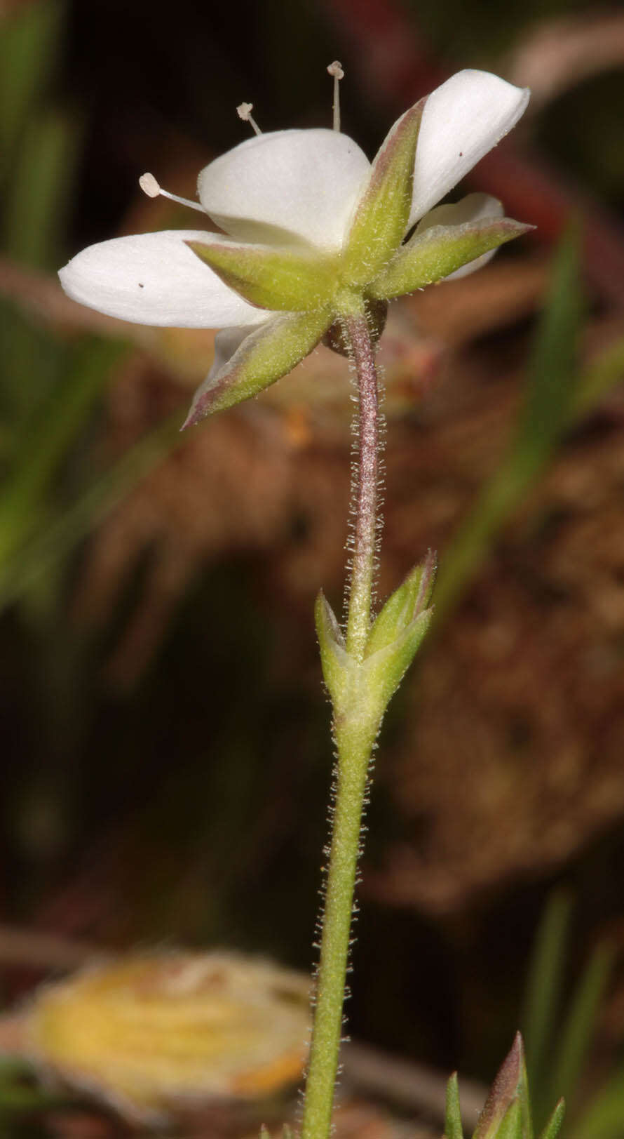 Image of Sabulina verna subsp. verna