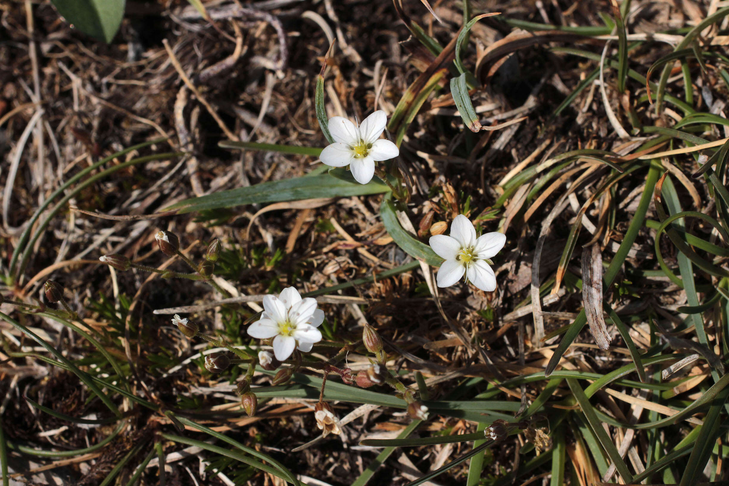 Image of Sabulina verna subsp. verna