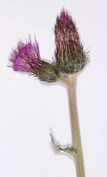 Image of meadow thistle