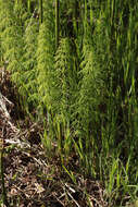 Image of Wood Horsetail