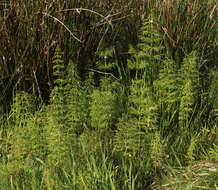 Слика од Equisetum sylvaticum L.