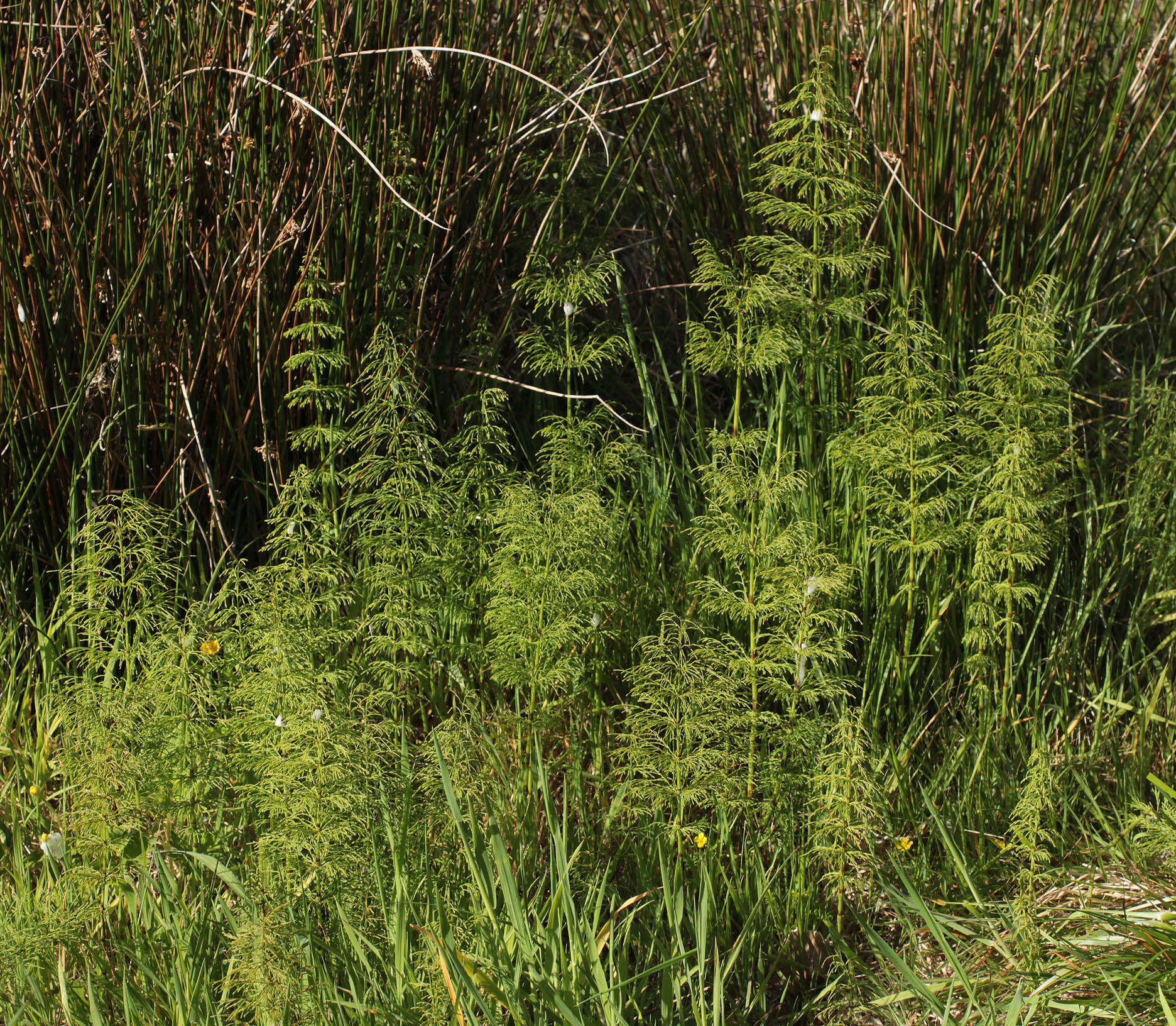 Imagem de Equisetum sylvaticum L.