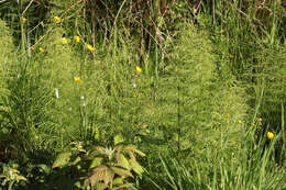 Image of Wood Horsetail