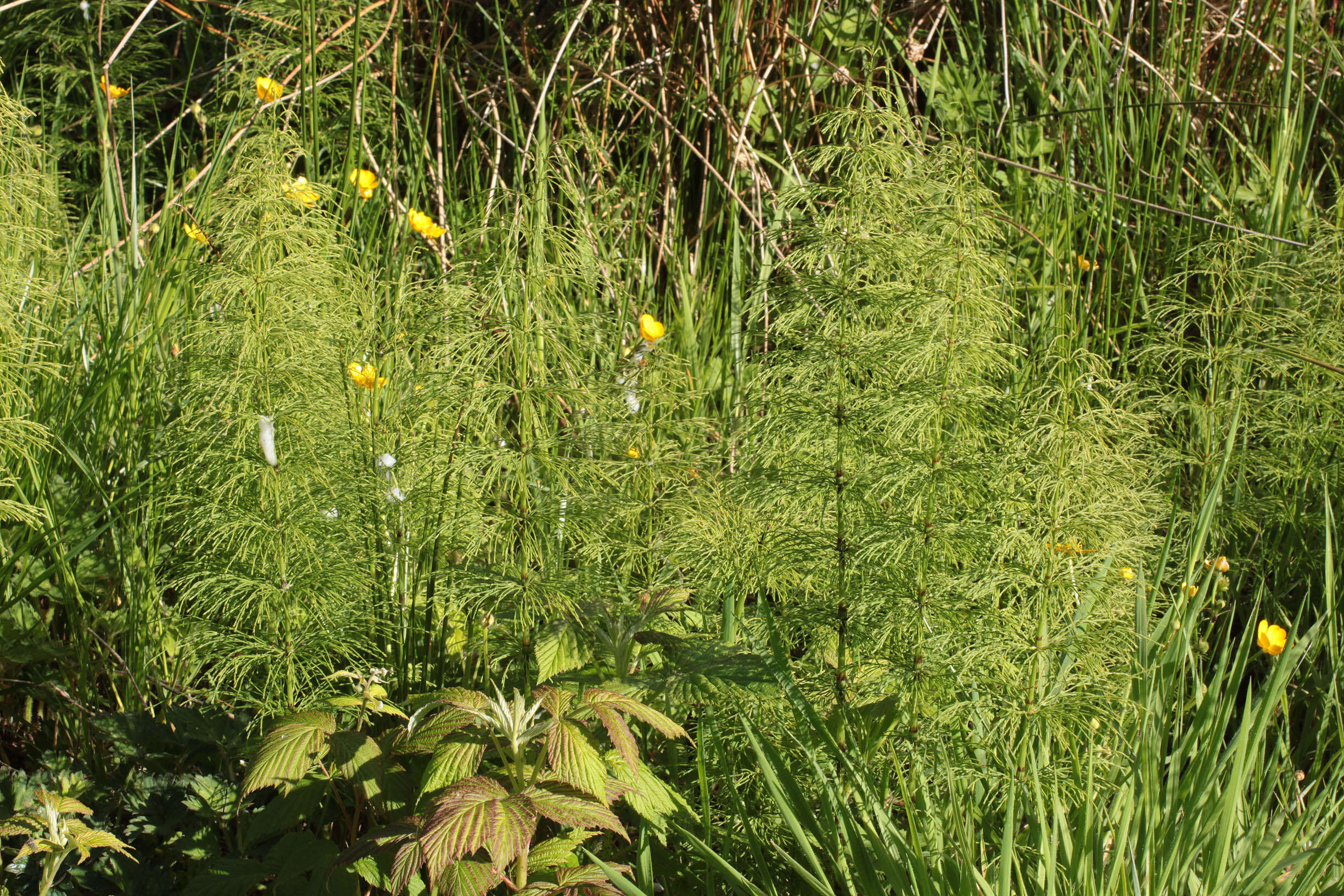 Слика од Equisetum sylvaticum L.