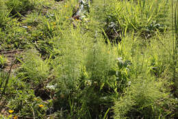 Image of Wood Horsetail