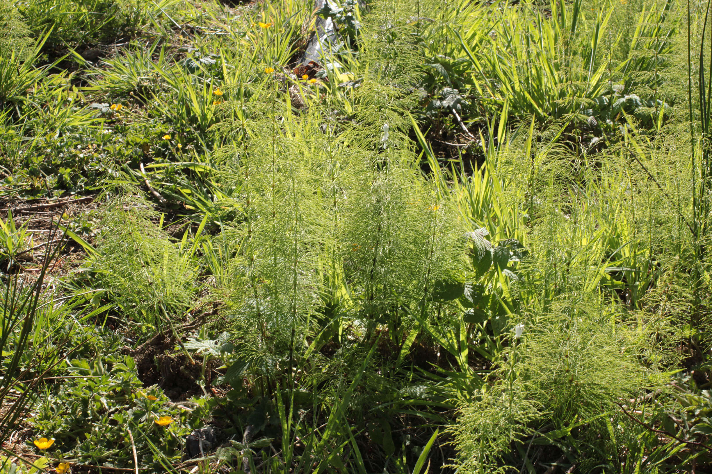 Слика од Equisetum sylvaticum L.