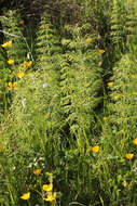 Image of Wood Horsetail