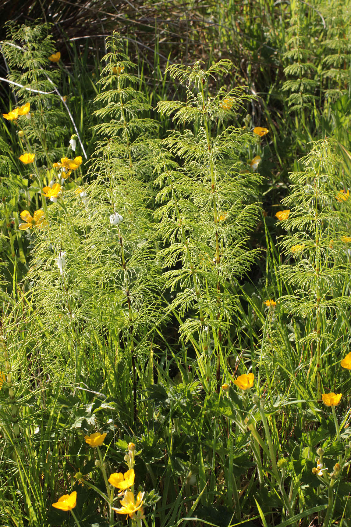 Imagem de Equisetum sylvaticum L.