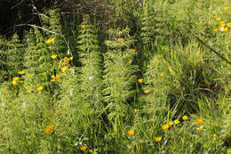 Imagem de Equisetum sylvaticum L.