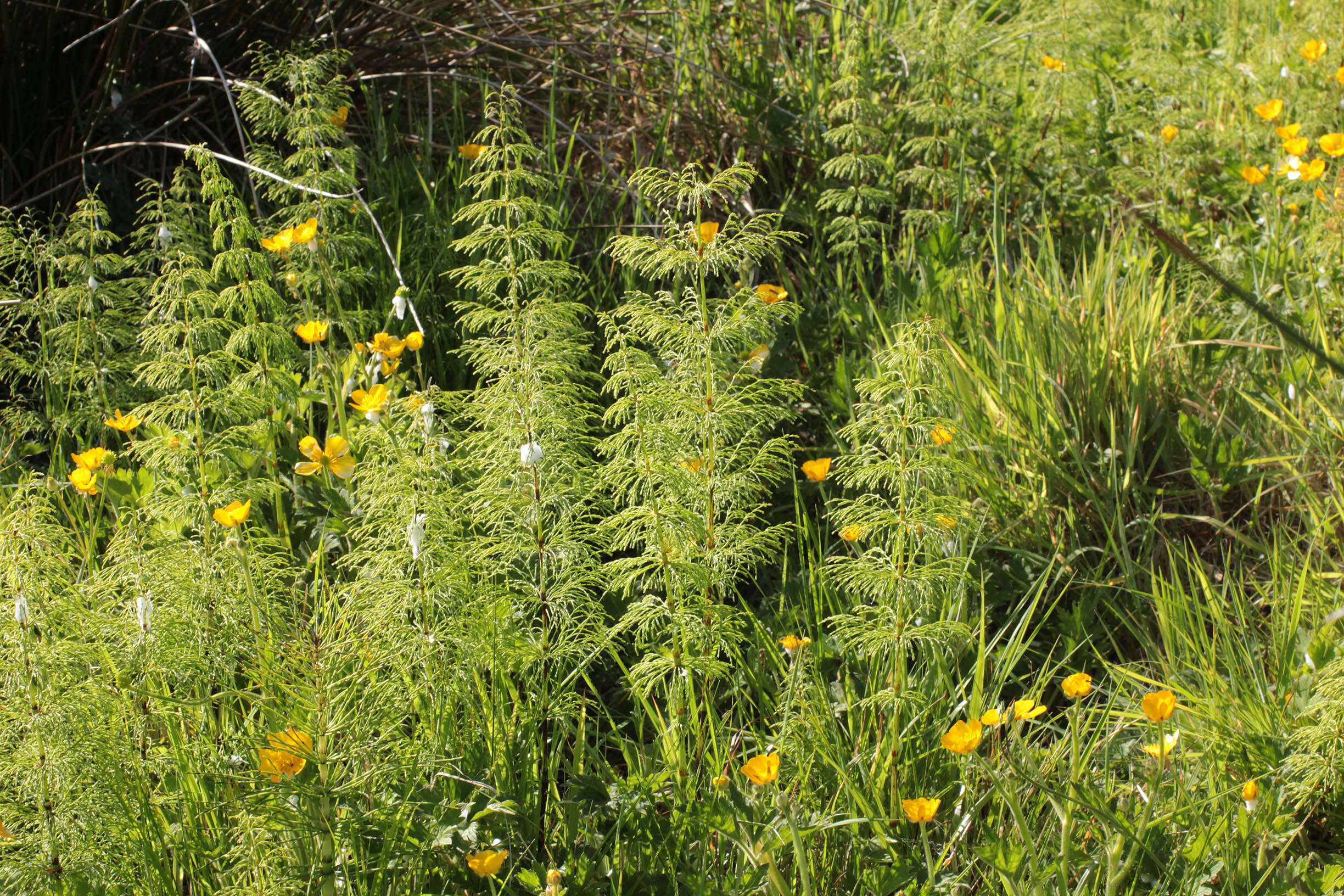 Image of Wood Horsetail