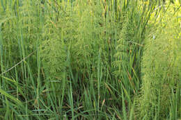 Слика од Equisetum sylvaticum L.