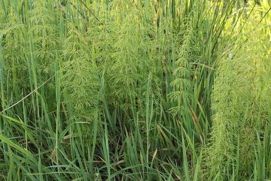 Imagem de Equisetum sylvaticum L.