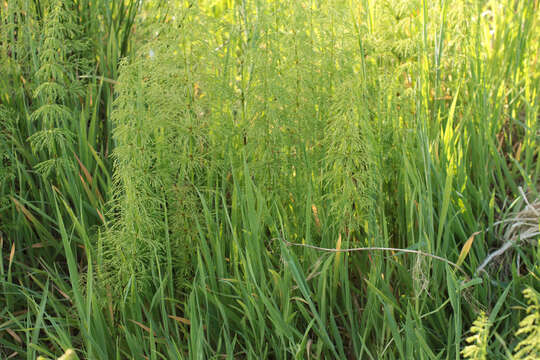 Imagem de Equisetum sylvaticum L.