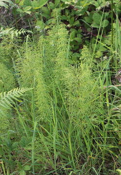 Слика од Equisetum sylvaticum L.