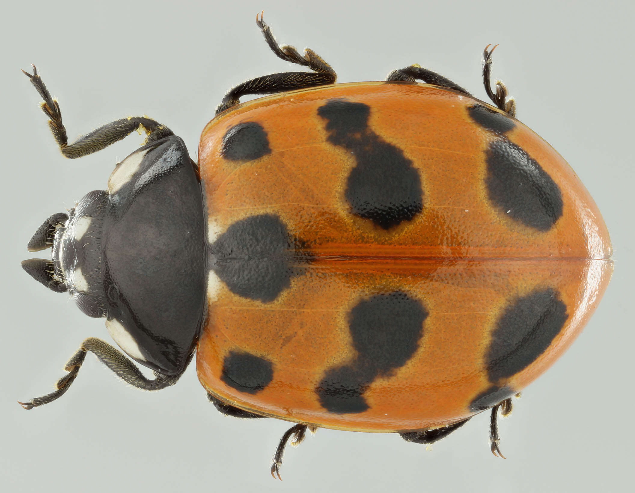 Image of 11-spot ladybird