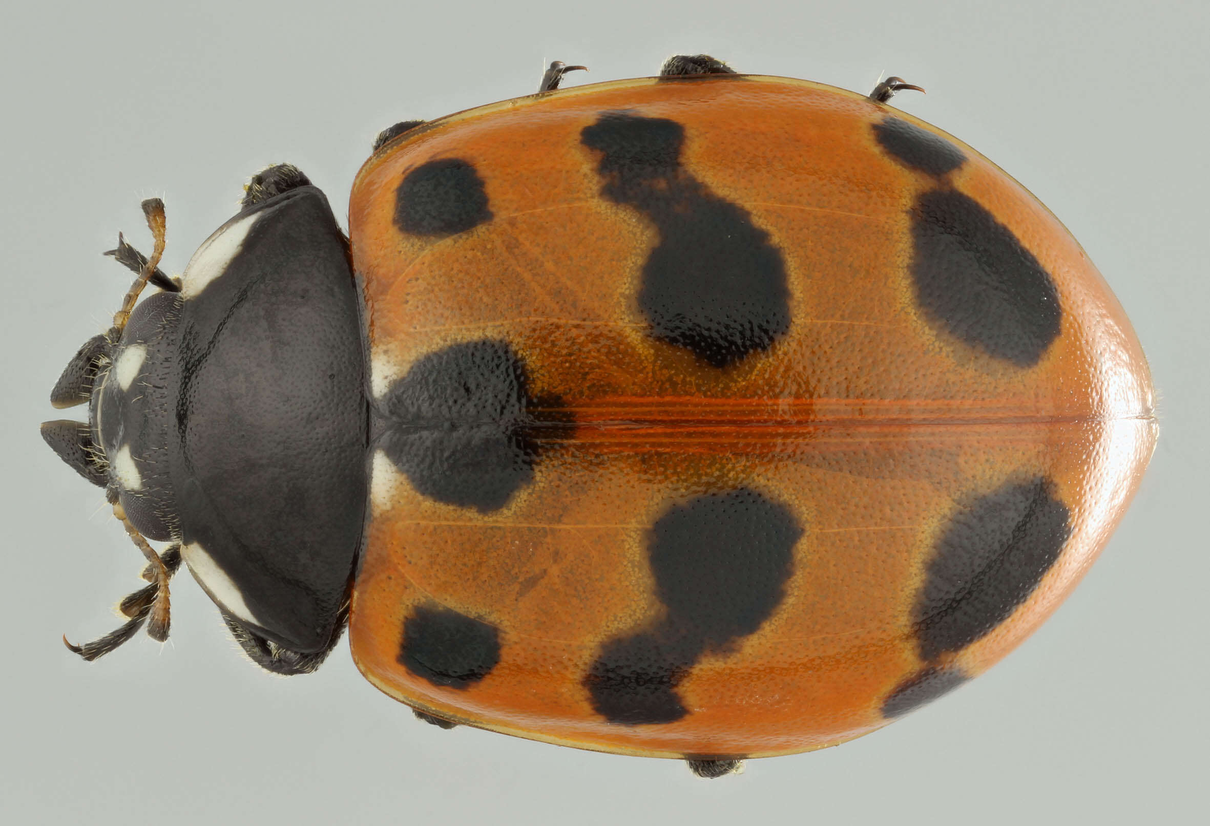 Image of 11-spot ladybird