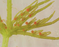 Image de Chara vulgaris var. vulgaris Linnaeus