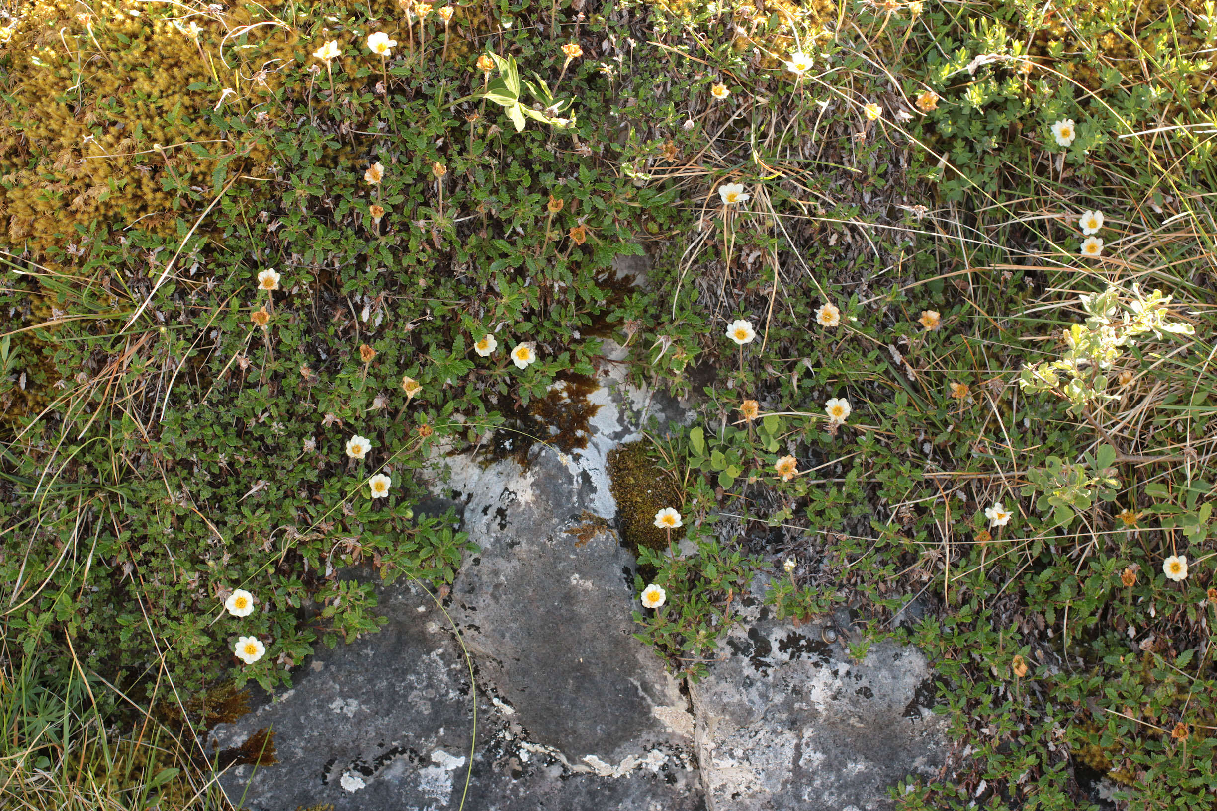 Imagem de Dryas octopetala L.