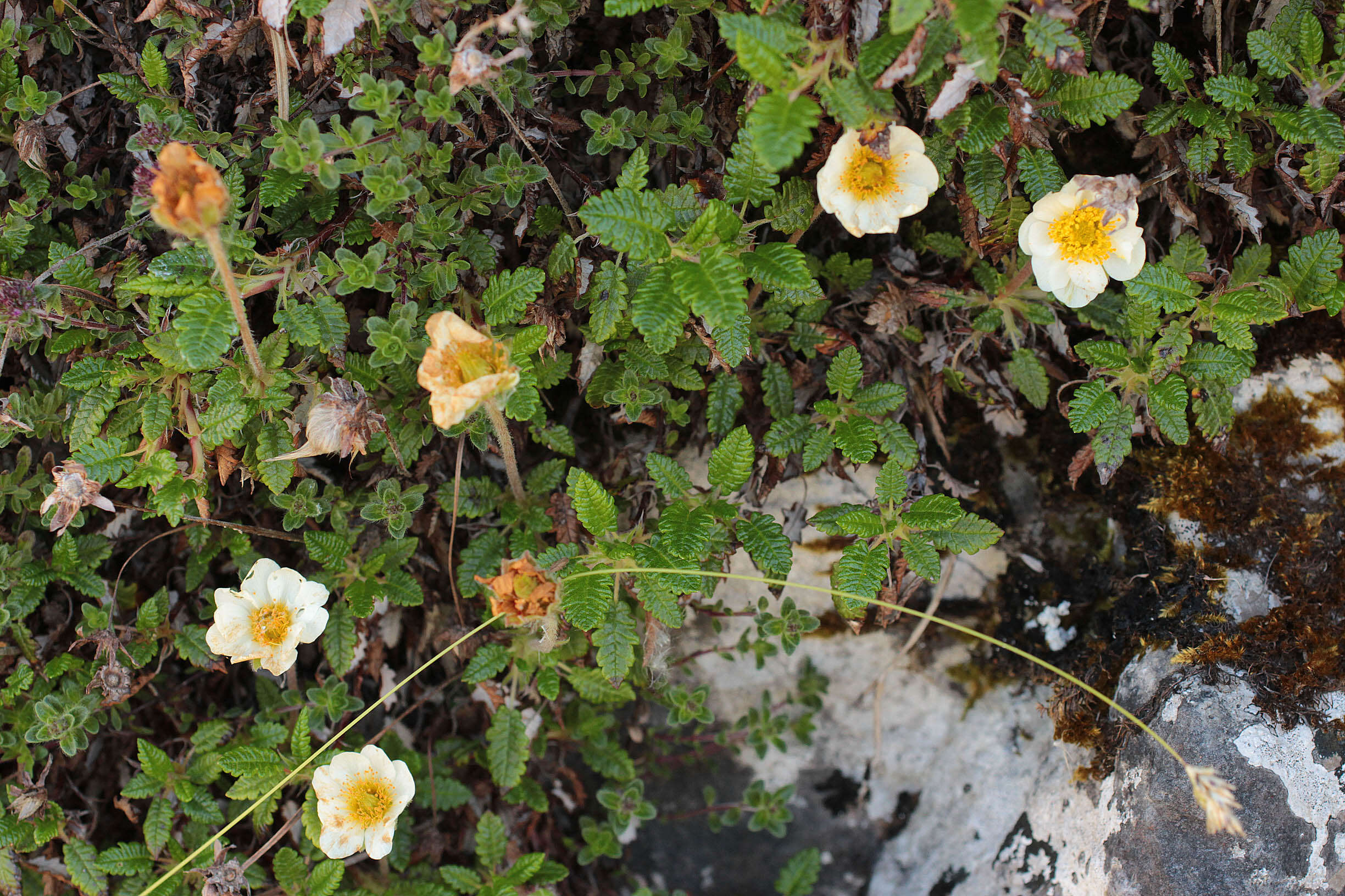 Imagem de Dryas octopetala L.