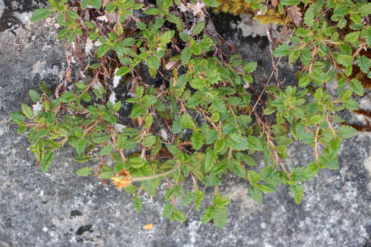 Imagem de Dryas octopetala L.