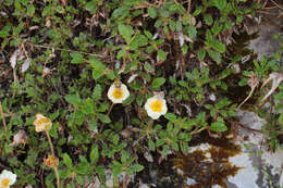 Imagem de Dryas octopetala L.