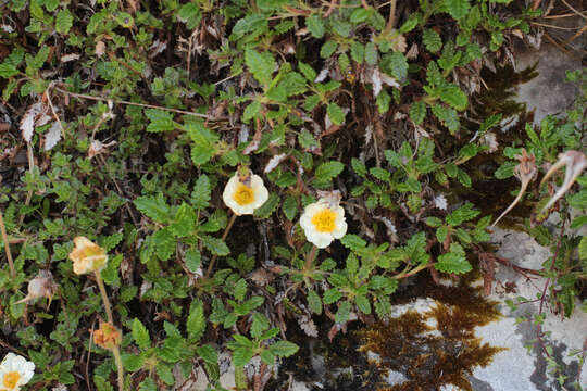 Imagem de Dryas octopetala L.