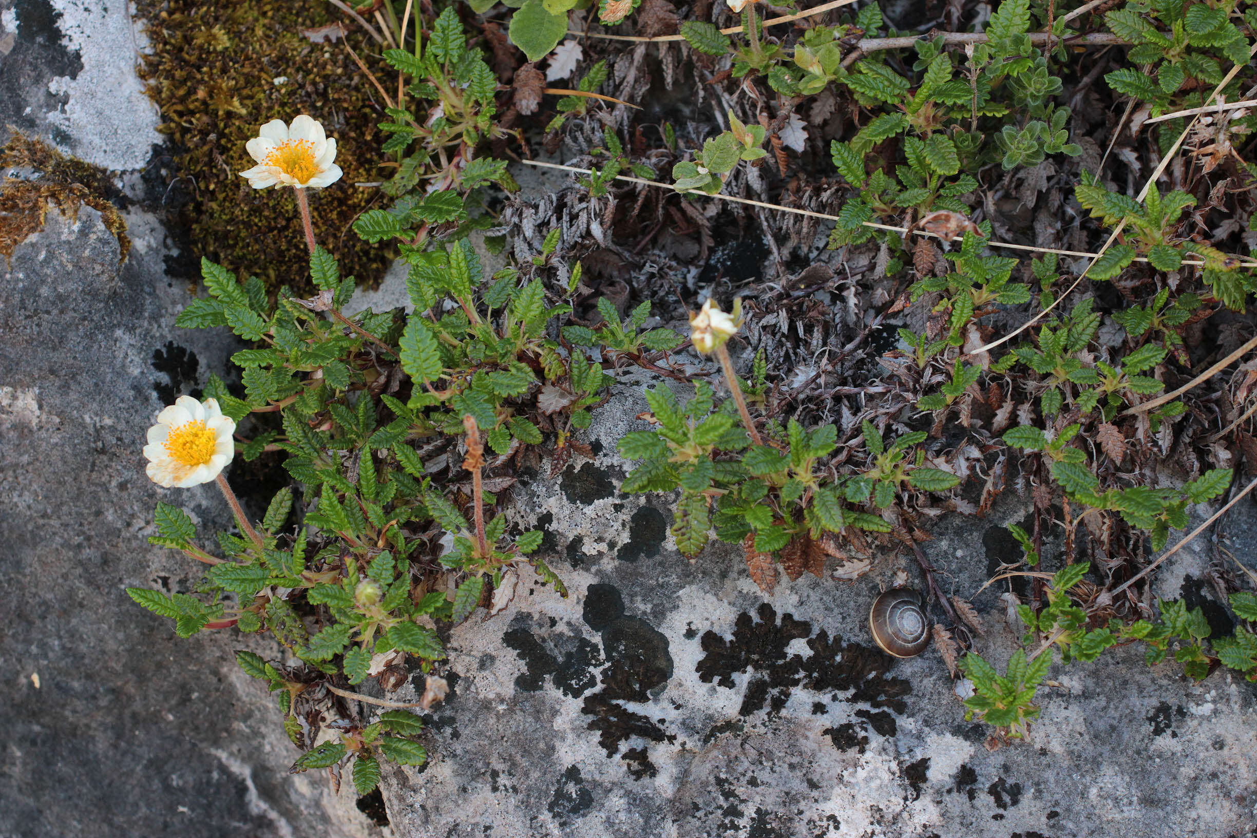 Imagem de Dryas octopetala L.