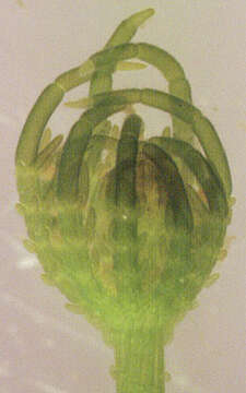 Image of Chara vulgaris var. vulgaris Linnaeus