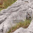 Image of perennial quakinggrass