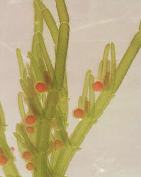 Image of Chara vulgaris var. vulgaris Linnaeus