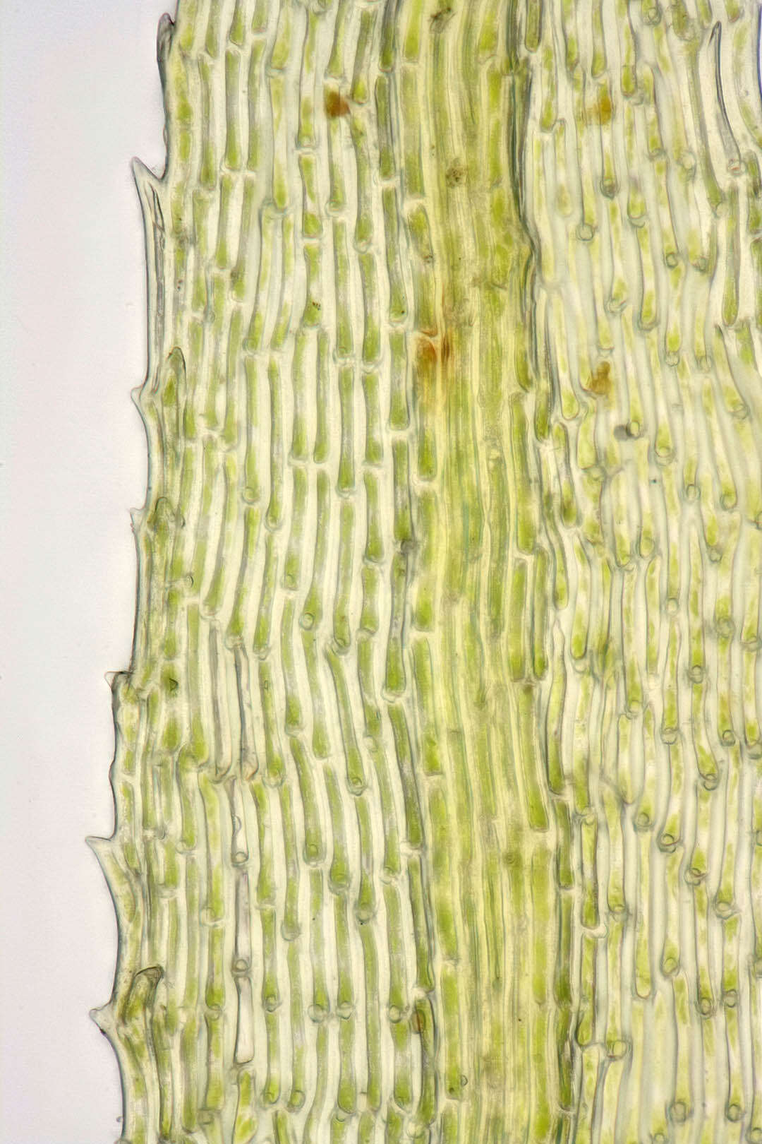 Image of golden-head moss