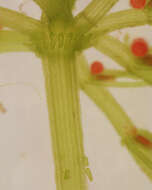 Image de Chara vulgaris var. vulgaris Linnaeus