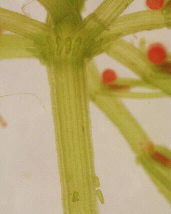 Image of Chara vulgaris var. vulgaris Linnaeus