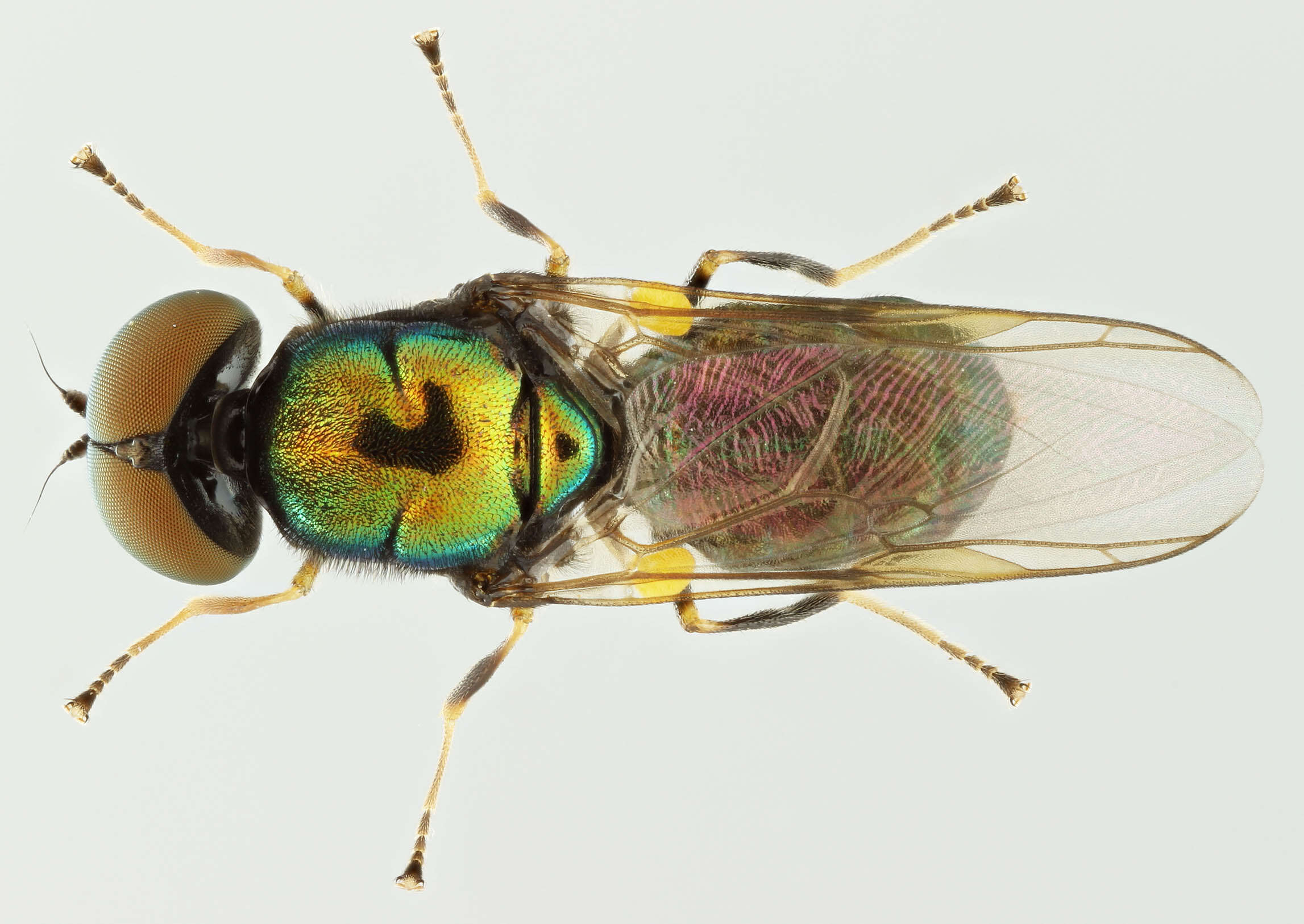 Sivun Microchrysa polita (Linnaeus 1758) kuva