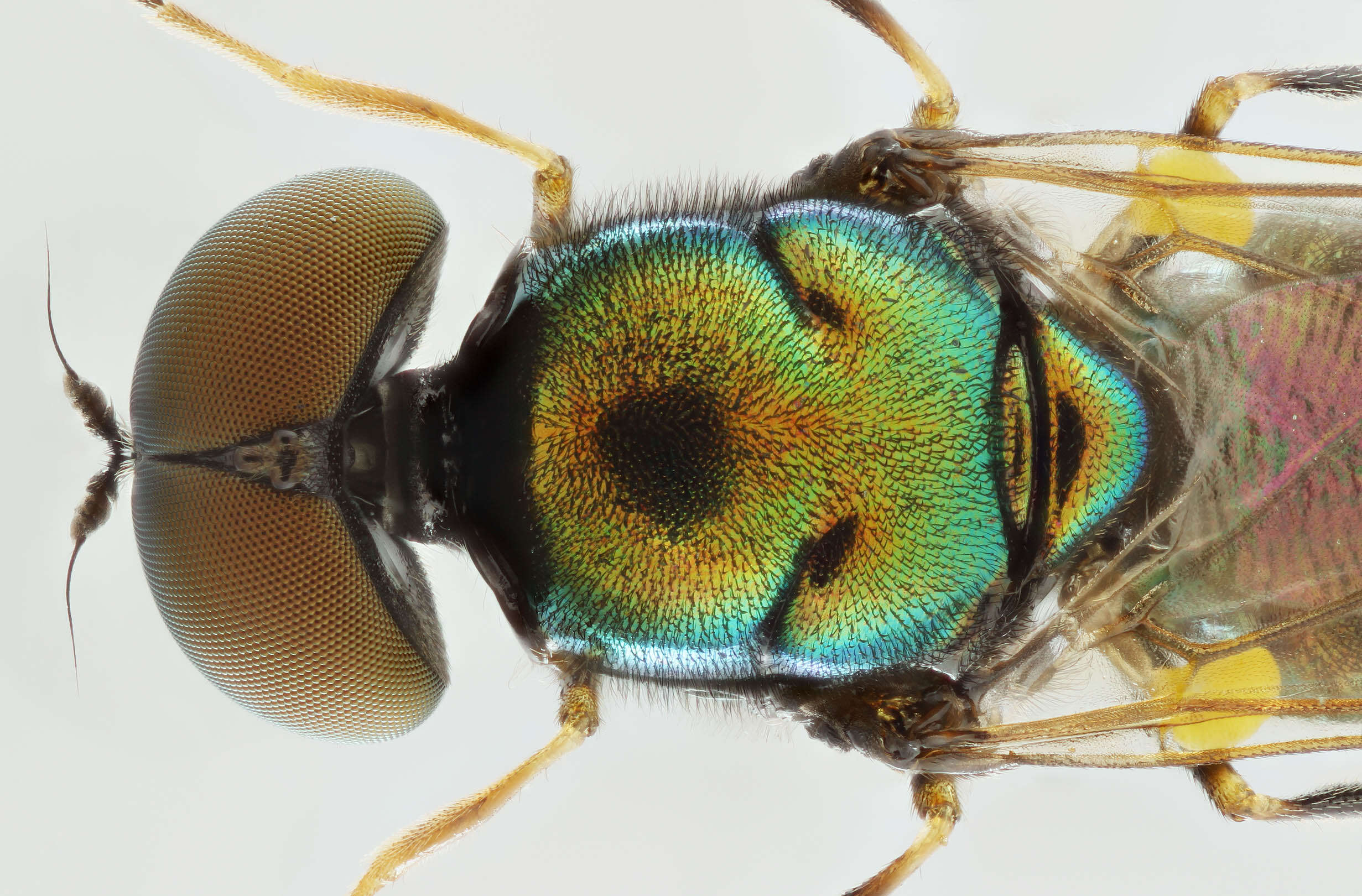 Sivun Microchrysa polita (Linnaeus 1758) kuva