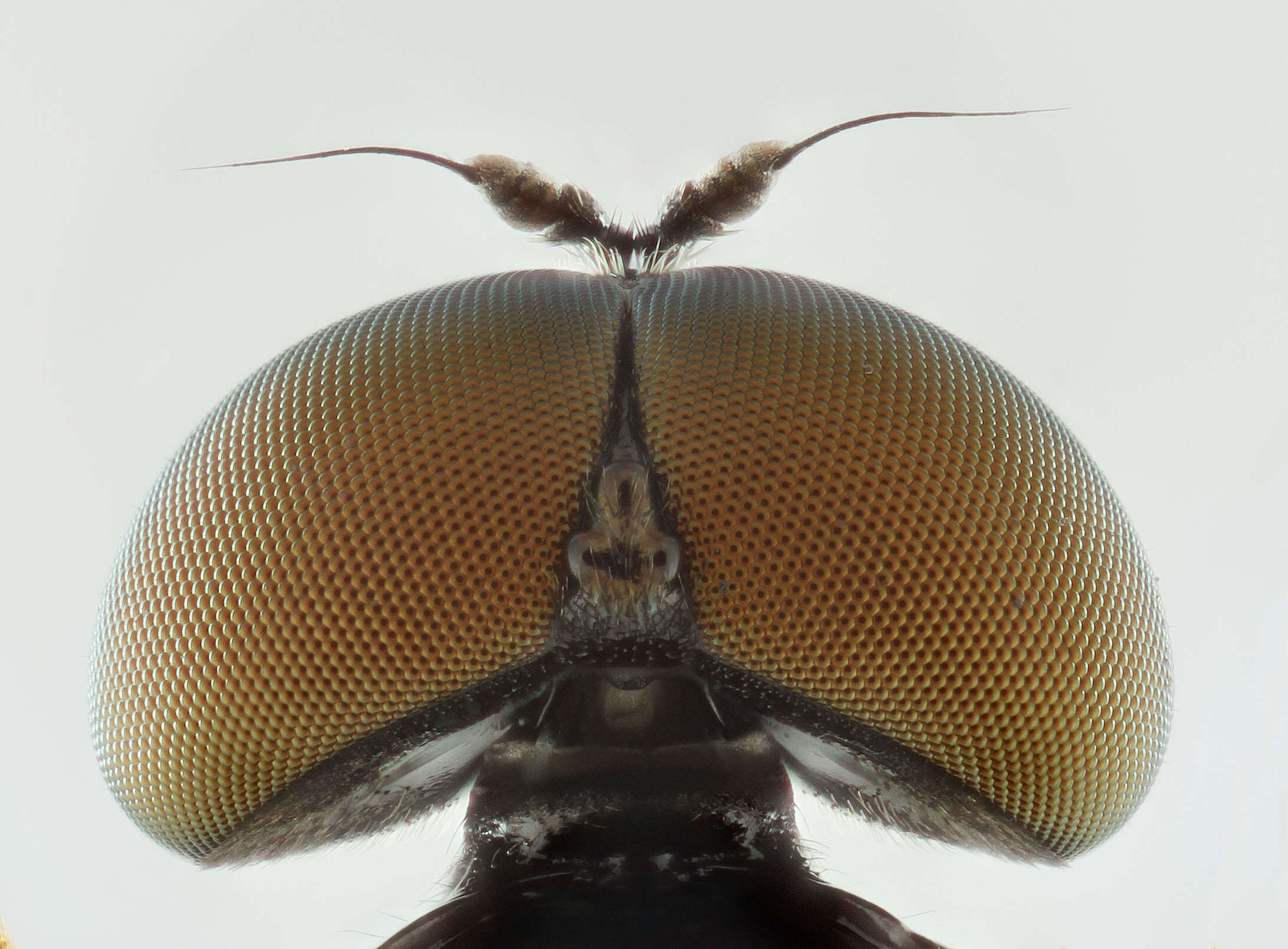 Sivun Microchrysa polita (Linnaeus 1758) kuva