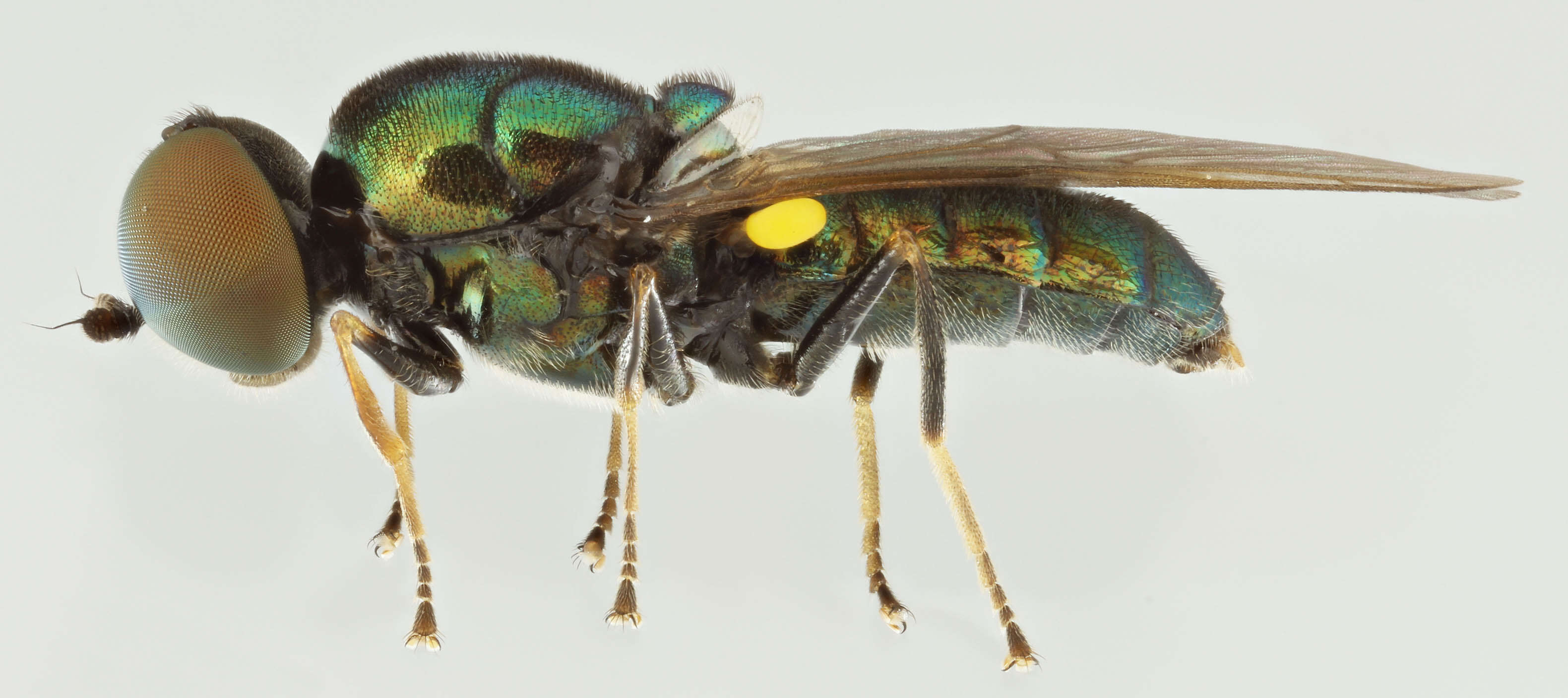 Sivun Microchrysa polita (Linnaeus 1758) kuva