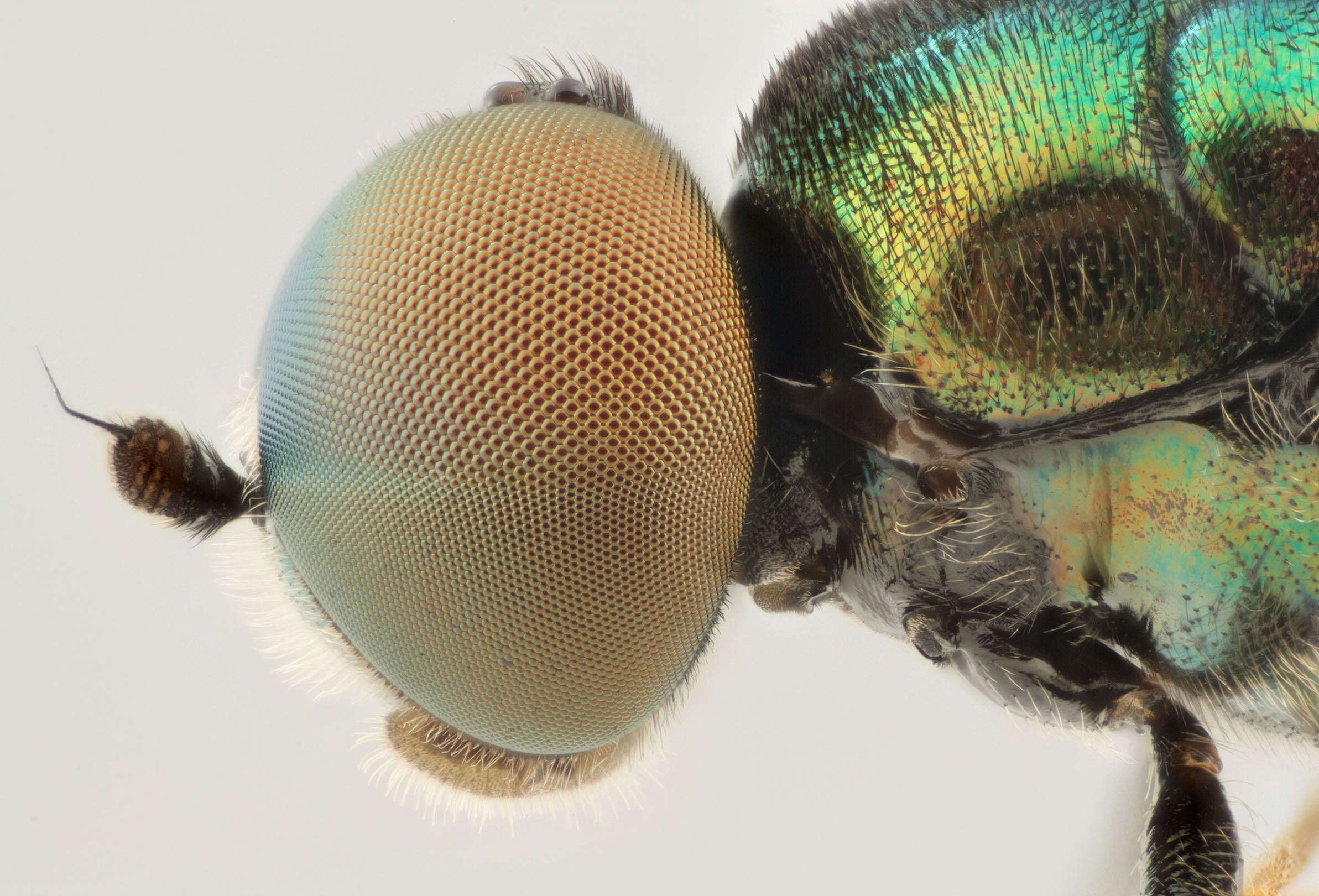 Sivun Microchrysa polita (Linnaeus 1758) kuva