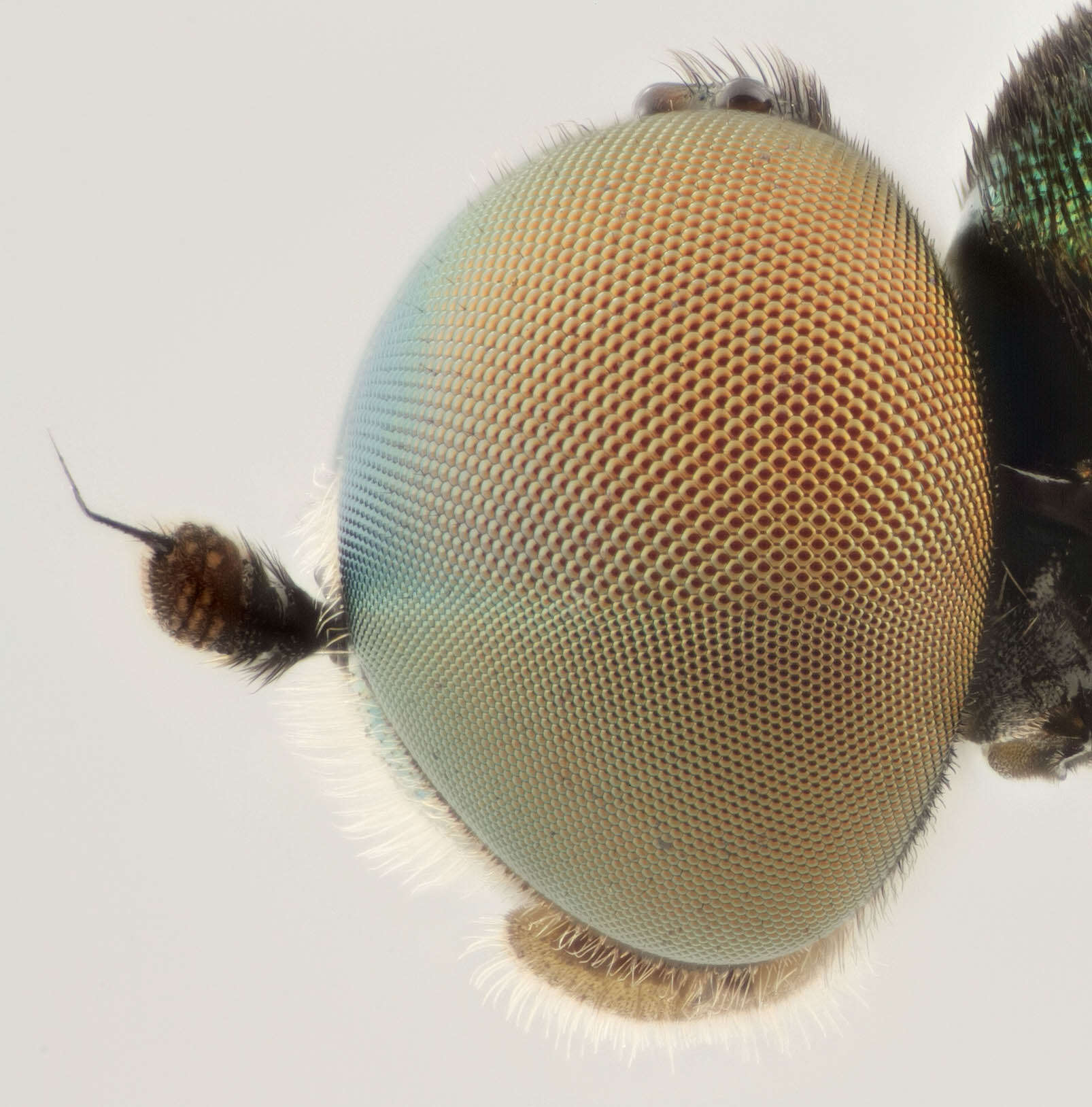 Sivun Microchrysa polita (Linnaeus 1758) kuva