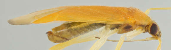 Image of Phylus melanocephalus (Linnaeus 1767)