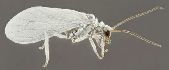 Image of Conwentzia