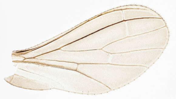 Image of Coniopteryx