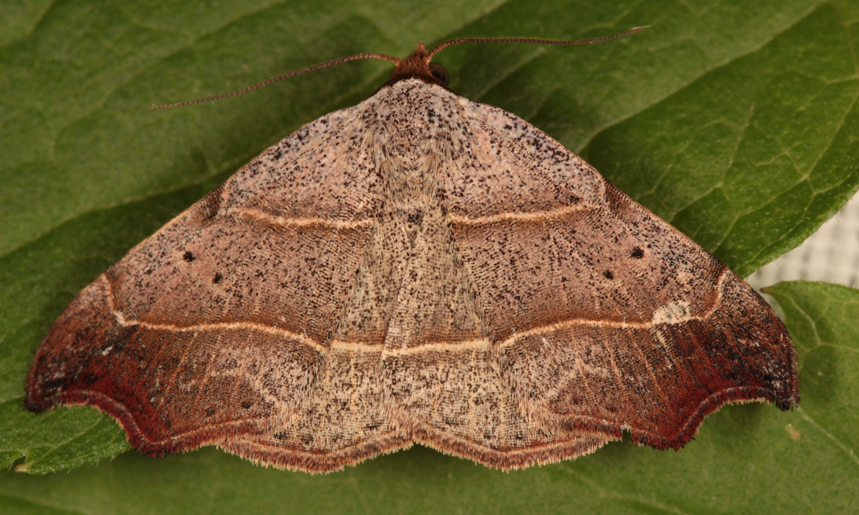 صورة Laspeyria flexula Schiffermüller 1776