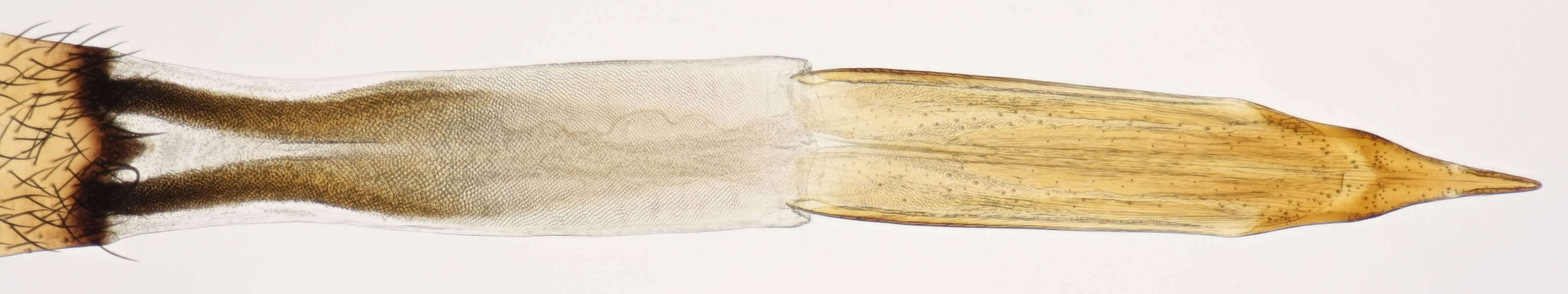 Image of Chaetorellia loricata (Rondani 1870)